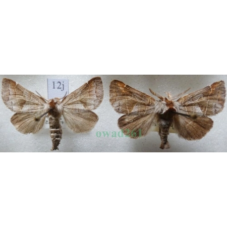 Clostera pigra (Hufnagel, 1766) pair Wzjeżka spalica Czech12j